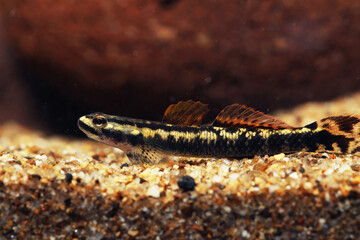 Gold Black Goby (Stiphodon aureofuscus)
