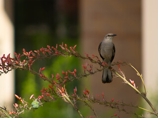 Northern Mockingbird Perched on Branch