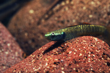 Freshwater Rainbow Goby (Stiphodon ornatus) fish face close up