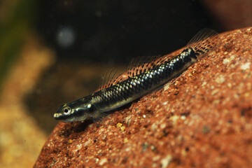 Male Blue Neon Goby (Stiphodon atropurpureus)