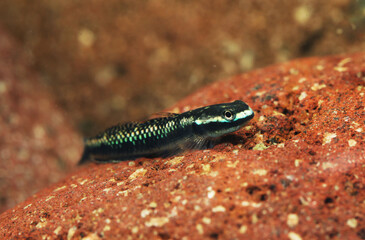 Blue Neon Goby (Stiphodon atropurpureus)