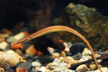Pygmy freshwater river pipefish (Doryichthys deokhatoides)