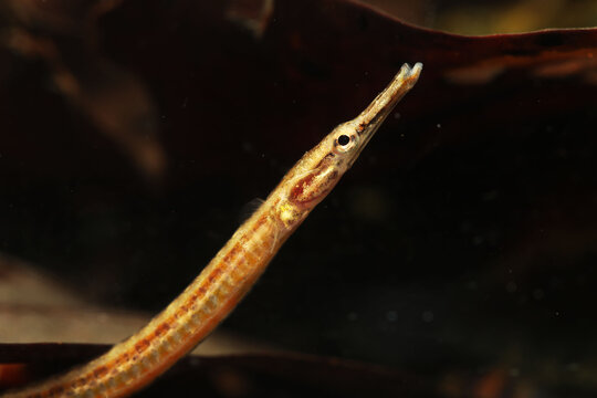 Pygmy freshwater river pipefish (Doryichthys deokhatoides)