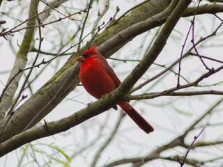 Red Cardinal Bird in Winter