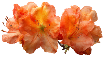 Beautiful orange azalea flowers in full bloom isolated on transparent background