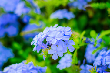 Macro view of a vivid blue flower with fine petal details and soft green leaf background