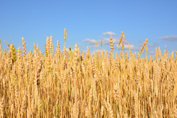 Golden Wheat Field Under Blue Sky close up wheat background