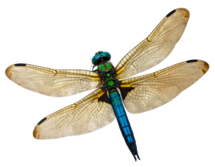 Colorful Dragonfly in Mid-Flight with Motion Blur Effect, Dynamic Angle, Isolated PNG