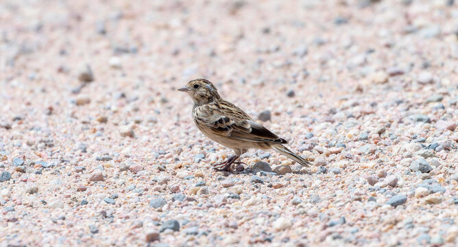 Chestnut-collared Longspur (Calcarius ornatus) perched on sandy terrain