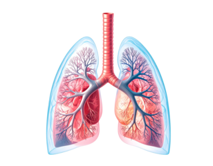 Cherry Blossom Tree Branch – Vibrant Pink Flowers PNG