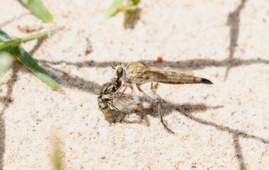 A robber fly in the genus Proctacanthella engaging in predation on a fly in a sandy environment