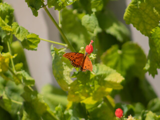 Gulf Fritillary Butterfly on Turk’s Cap Flower