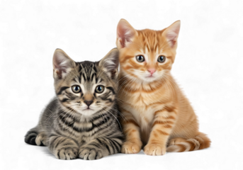 Illustration of two kittens sitting together isolated on transparent background