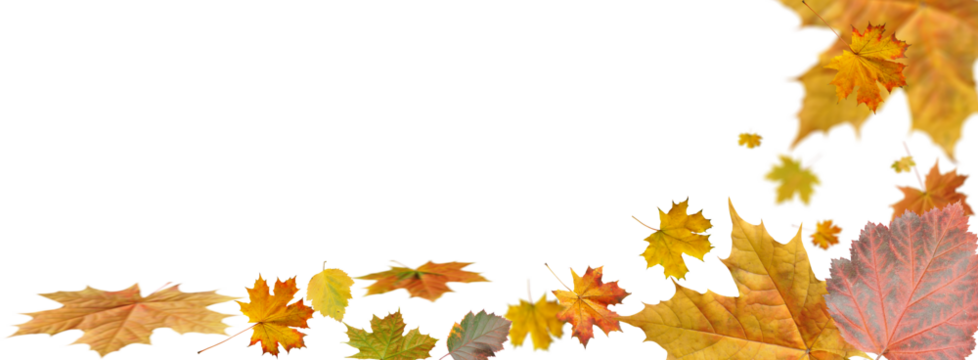 autumn maple leaf on a white background.Close-up, isolated, long1