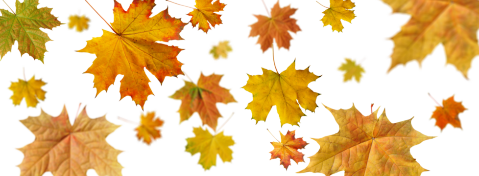 autumn maple leaf on a transparent  background.Close-up, isolated, long2