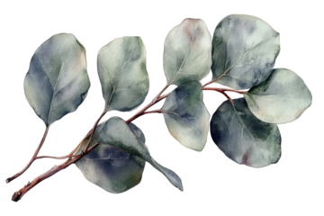 Watercolor Eucalyptus Branch with Silver Dollar Leaves on Black Background