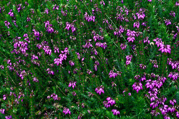 A field densely covered with purple heather flowers. The bright green foliage contrasts beautifully with the vibrant purple blossoms during a summer day.