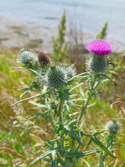 A Scottish thistle stands tall on a grassy hill overlooking the water. The thistle has green prickly leaves and a single bright pink flower on top.