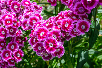 A cluster of magenta dianthus flowers are shown with white edges on a sunny day. These blossoms display a beautiful contrast of colors amidst greenery.