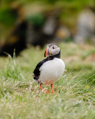 Colorful puffin standing on grassy cliff of Iceland during a sunny day