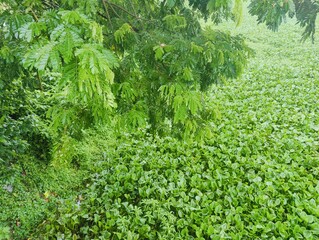 Lush green village with dense foliage and  trees on a bright day