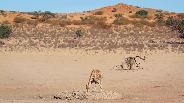 Giraffe drinking in waterhole with oryx in red sand dune scenery in Kgalagadi transfrontier park, South Africa ; Specie Giraffa camelopardalis family of Giraffidae