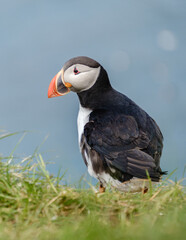 Puffin resting on the green grass overlooking the ocean in Icelands stunning landscape