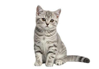 Illustration of silver tabby kitten sitting isolated on transparent background