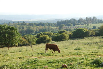 Parque Nacional del Monte Carmelo, Israel