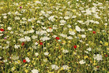 Pradera de flores en el Parque Nacional del Monte Carmelo, Israel