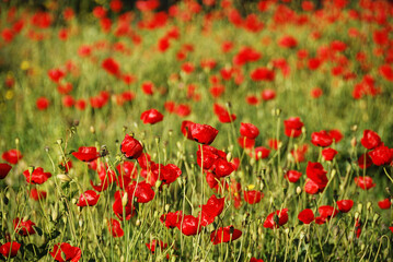 Campo de amapolas en el Parque Nacional del Monte Carmelo, Israel