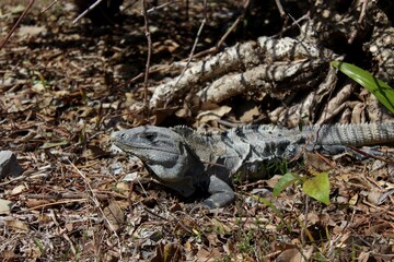 iguana on the nature