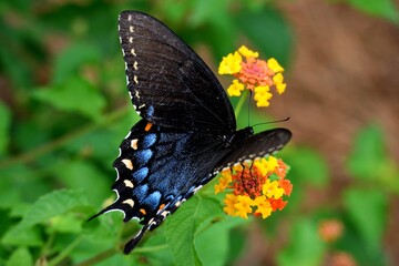 butterfly on a flower