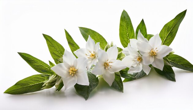 beautiful delicate white flowers of lysimachia clethroides plant on white background