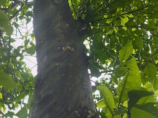Close-up shot of a tree trunk showcasing its rough bark texture and natural details, with shadows cast across its surface.