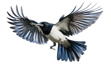 Beautiful bird in flight on transparent background, png