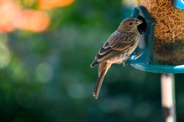 sparrow in the garden