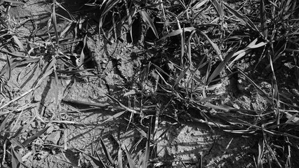 dead tree trunk