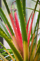 Bromelia pinguin is a plant species in the genus Bromelia. 