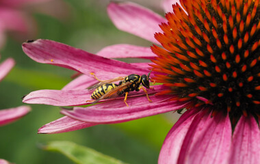 Wespe auf einer Blüte