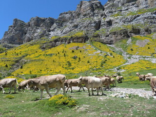beautiful Pyrenees mountains with their cows grazing flowers grass