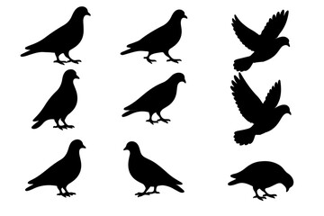 Fototapeta premium group of pigeon birds