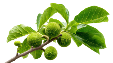 PNG of Close-up of a branch with green jackfruit and vibrant leaves, showcasing nature's bounty in a vivid and fresh display.