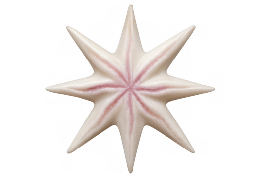 Close-up starfish displaying eight-pointed radial symmetry against transparent backdrop