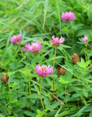 Fototapeta premium Clover middle (Trifolium medium) blooms in a meadow among grasses