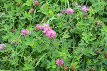 Clover middle (Trifolium medium) blooms in a meadow among grasses