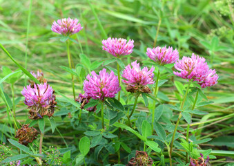 Clover middle (Trifolium medium) blooms in a meadow among grasses