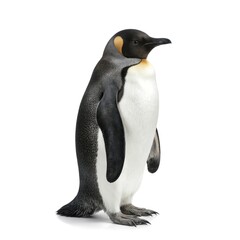 Fototapeta premium King penguin stands isolated on pure white background. Flightless bird, known for distinctive tuxedo-like plumage, adorable appearance, beak, feathers. Perfect for nature, wildlife, educational