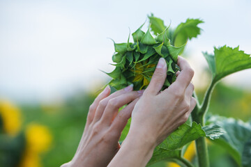 Close-up of a hand gently holding a sunflower bud, showcasing vibrant green leaves and the promise of blooming beauty