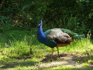 Obraz premium Peacock standing in sunlight on a forest path. Vibrant feathers and natural surroundings make it ideal for wildlife, nature, or exotic animal themes.
